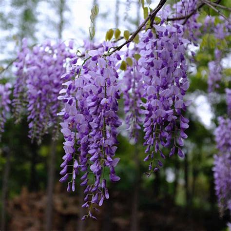 Wisteria Sinensis And Chinese Wisteria Seeds Heyou Seeds