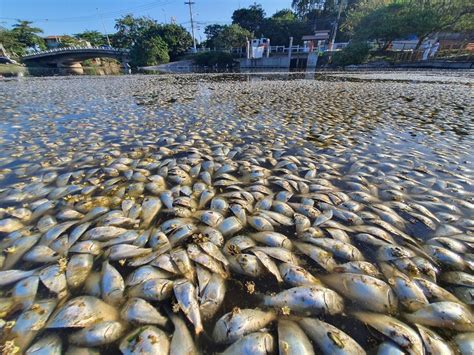 Nova Onda De Mortandade De Peixes Na Lagoa De Piratininga Em Niter I