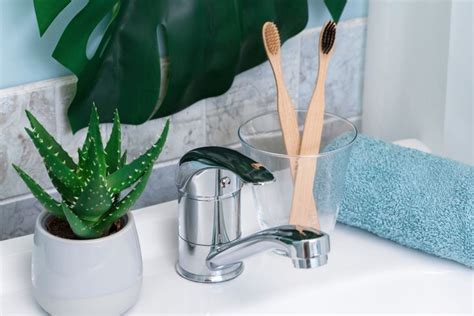 Having An Aloe Vera Can Be Great For Your Bathroom It Thrives At Humid