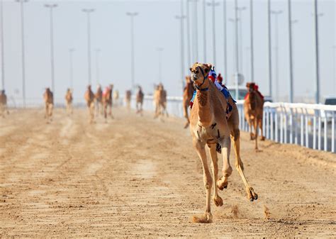 How to see Camel Races in Dubai