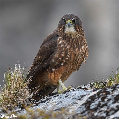 New Zealand Bird of the Year 2021 Photos: Long-tailed bat wins but meet the last 10 magnificent ...