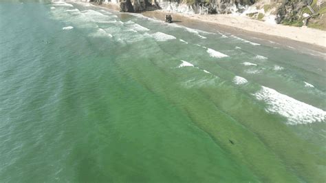 Drone Footage Reveals Close Encounters Between Great White Sharks And