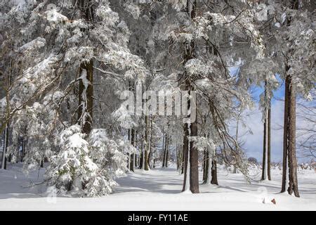 forest in winter ardennes belgium Stock Photo, Royalty Free Image ...