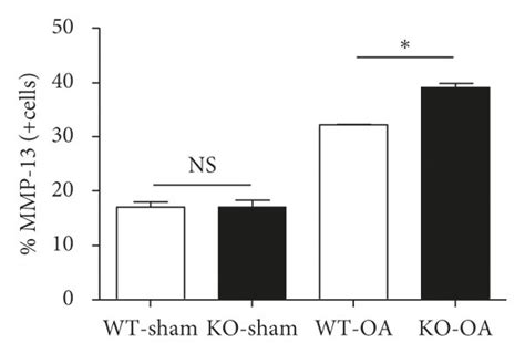 After ACLT SOST KO Mice Presented With A Severer OA Phenotype When