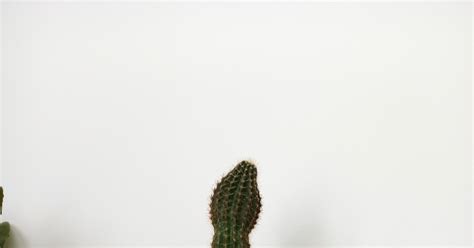 Кактус | Пикабу