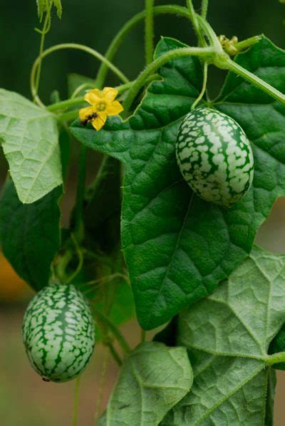 How To Grow And Care For Cucamelon Plant Horticulture