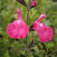 Salvia Microphylla Pink Beauty De Werkplaats