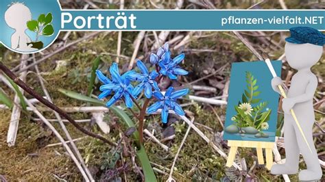 Portr T Zweibl Ttriger Blaustern Scilla Bifolia Steckbrief