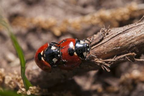 Mating Ladybugs Insect Reproduction. Stock Photo - Image of green ...