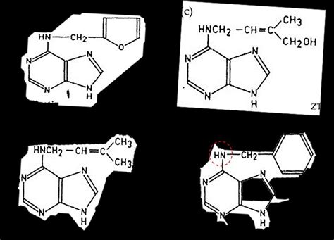 Structural Formulae Of The Commonly Used Cytokinins A Kinetin B Download Scientific