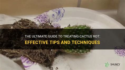 The Ultimate Guide To Treating Cactus Rot Effective Tips And Techniques Shuncy