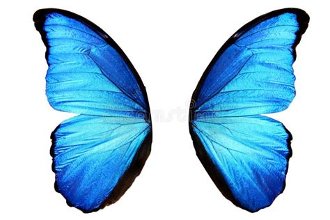 133,010 Butterfly Wings Stock Photos - Free & Royalty-Free Stock Photos ...