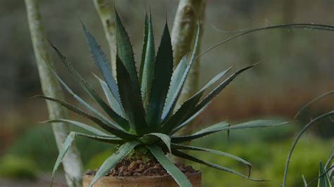 Caracter Sticas Y Cuidados Del Agave O Pita