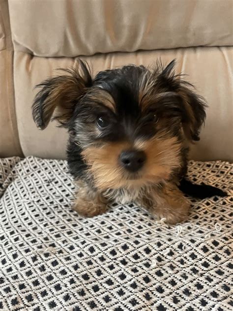 York Piesek Yorkshiere Terrier Szczytno Olx Pl