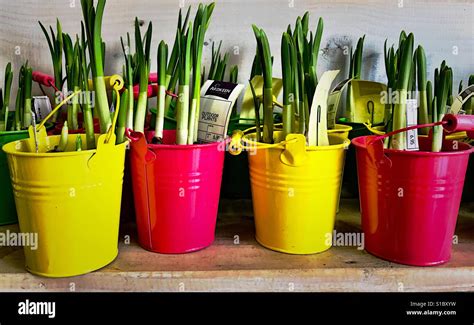 Colourful of plant pots Stock Photo - Alamy