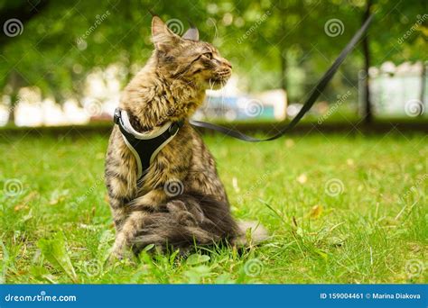 Beautiful Grey Maine Coon Cat In Leash And Harness Walking In The City