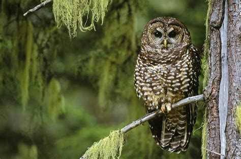 Spotted Owl Images