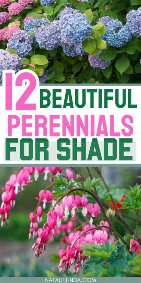 Shade Perennials That Will Beautify Sheltered Areas Of Your Yard