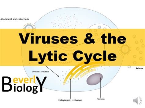 Viruses And The Lytic Cycle Worksheets Library