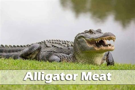 Alligator Meat: A Unique Culinary Adventure | All You Need to Know