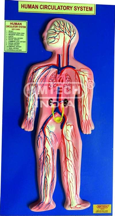 Human Circulatory System Model Manufacturers Anatomy Models