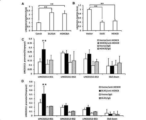 DLX5 And HOXC8 Negatively Regulated The LINC01013 By Binding To The