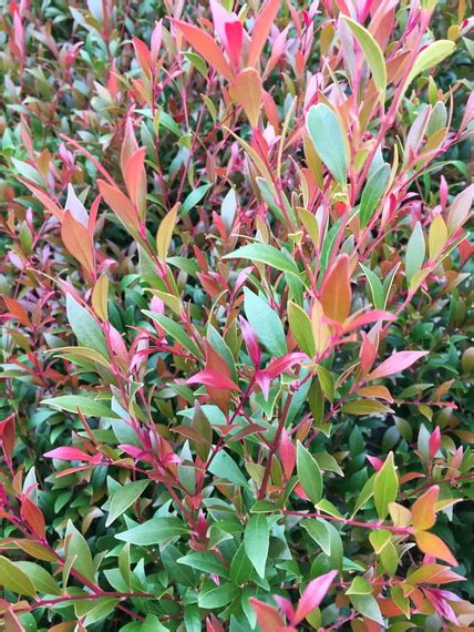 Acmena Smithii Forest Flame Advanced Trees Wholesale Nursery