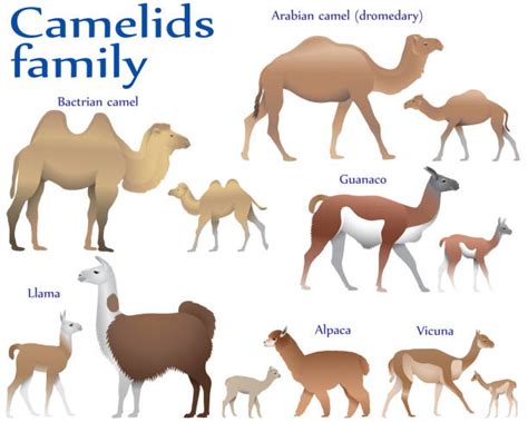 90+ Camelid Family Stock Photos, Pictures & Royalty-Free Images - iStock