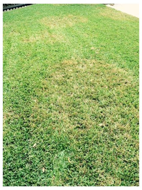 Brown Patch St Augustine Grass