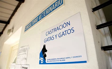 Operativos De Castraci N Y Vacunaci N En Distintos Puntos De Ministro