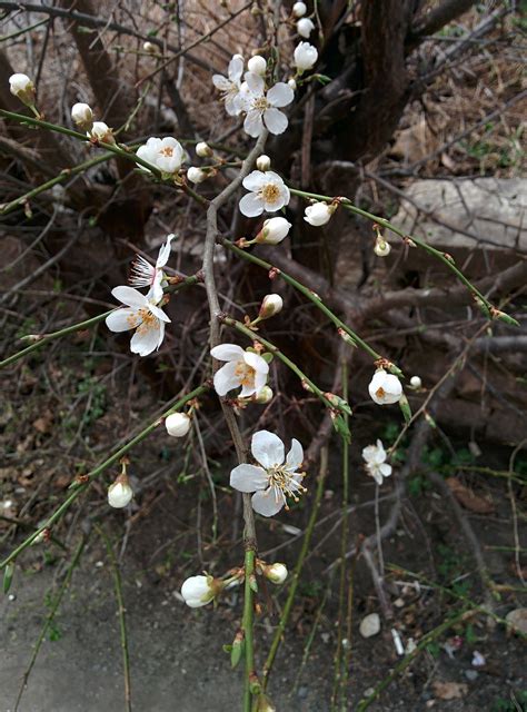 Tree Brunch Blossom Free Photo On Pixabay Pixabay