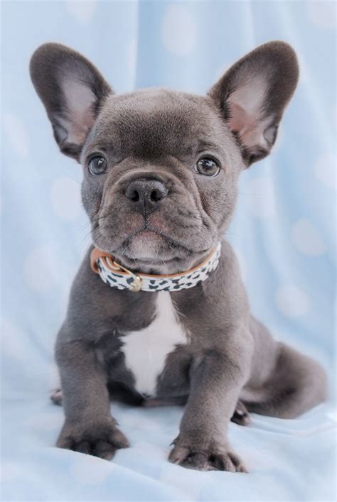 French Bulldog Puppies and Frenchie Puppies For Sale South Florida ...