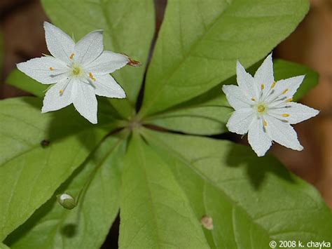 6 Petal White Flower Flower