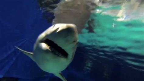 Great White Shark In The Gulf Of Mexico Wgno