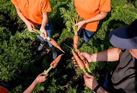 Growing Organic Carrots Carrots In The Hands A Group Of Farmers Stock