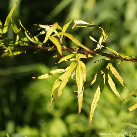 Larmoise Des Frères Verlot Artemisia Verlotiorum Quelle Est Cette