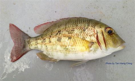 Fish And Fishing In Tanjung Leman Southeast Asia Saltwater Fish