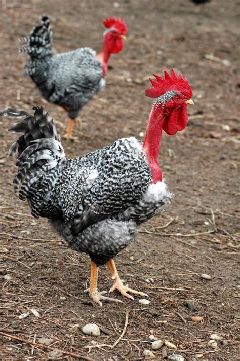 Transylvanian Naked Neck Chicken Breeds | geneconservation.hu