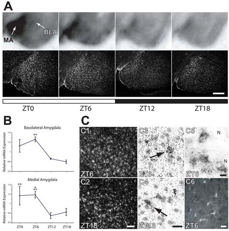 The Amount And Distribution Of Fabp7 MRNA In Amygdala Changes During