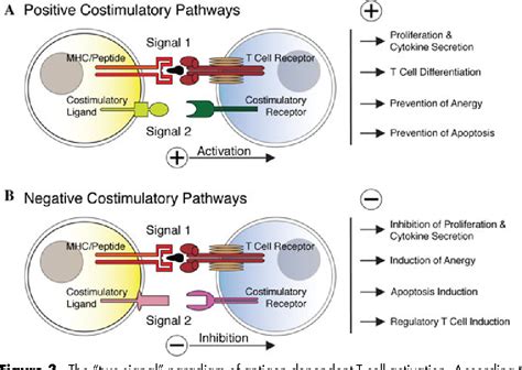 Figure 3 from Antitumor immunity and cancer stem cells. | Semantic Scholar