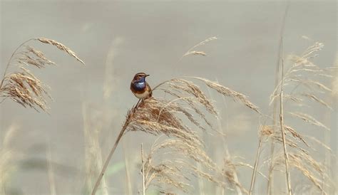 Slimbridge Wwt G C Slimbridge Wwt G C Flickr