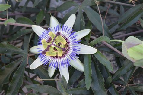 Project Passiflora