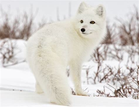 Arctic Fox Perfectly Adapted To Frigid Environment But Whats Next