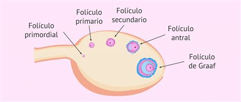 Qu Es La Foliculog Nesis Y Cu Les Son Sus Etapas