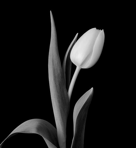 Black Tulip Wallpapers on WallpaperDog