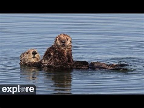 Sea Otters At Moss Landing Powered By Explore Org Youtube Sea Otter