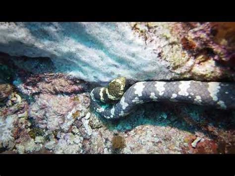 Turtle Headed Sea Snake Emydocephalus Annulatus Youtube