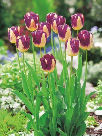 Tulipan Triumph Tulipa Boston 5 Szt Sklep Cebule Pl