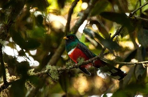 Birding In The Mountains Of Honduras Birding Birds And Blooms