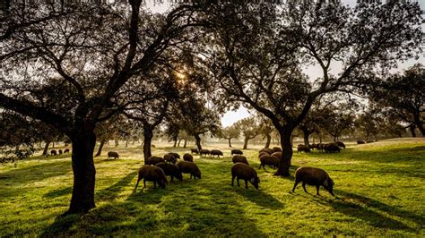 Viajamos Al Valle De Los Pedroches Un Entorno Privilegiado Para La